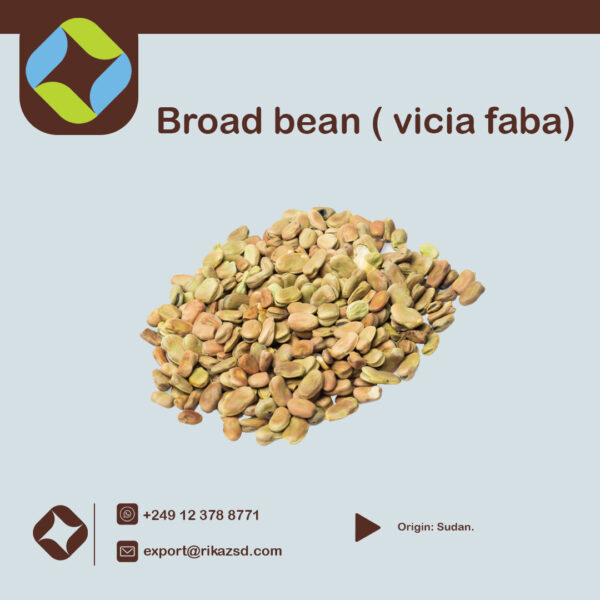 Broad-bean-1