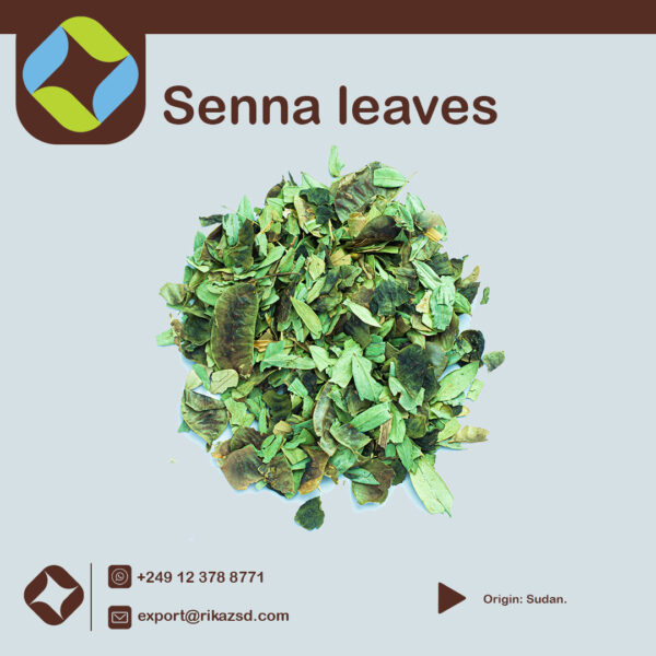 Senna-leaves-1