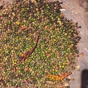 Black-pepper Black-Pepper